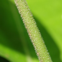 Dendrocnide sinuata (Blume) Chew